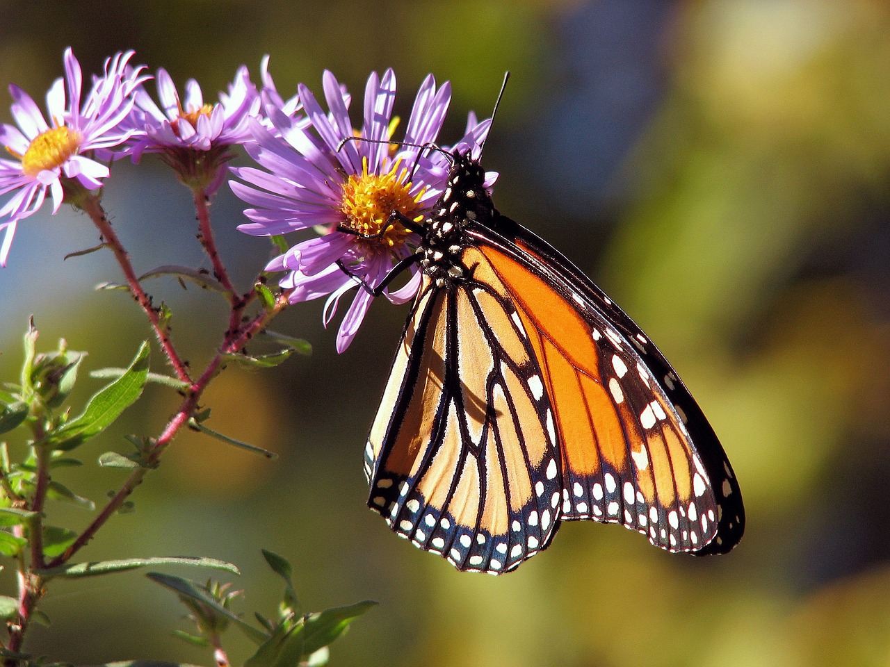 Best Plants for Attracting Pollinators to Your Garden